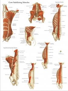 core muscles